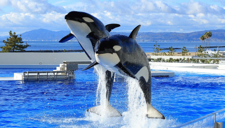 シャチのダイナミックなジャンプ