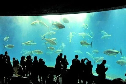 水族園の大水槽