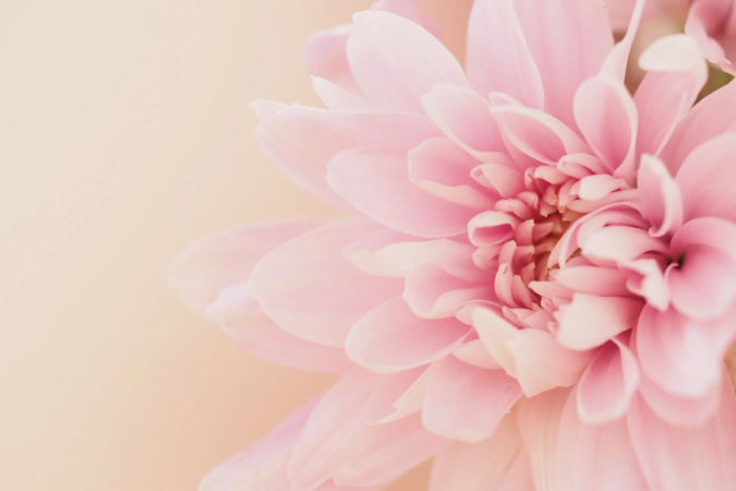 淡いピンク色の花がクローズアップで捉えられており、柔らかく繊細な花びらが特徴的です。背景はぼかされており、全体的に優しく穏やかな雰囲気を醸し出しています。